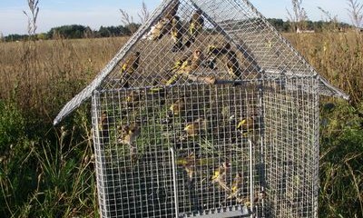 Saisie de Chardonnerets élégants de contrebande dans le constantinois.