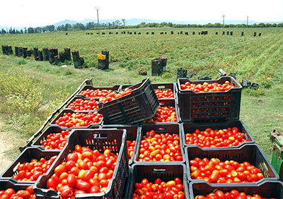 El Fedjoudj (Guelma) - Tomate industrielle: Spécialistes et agriculteurs débattent de la filière