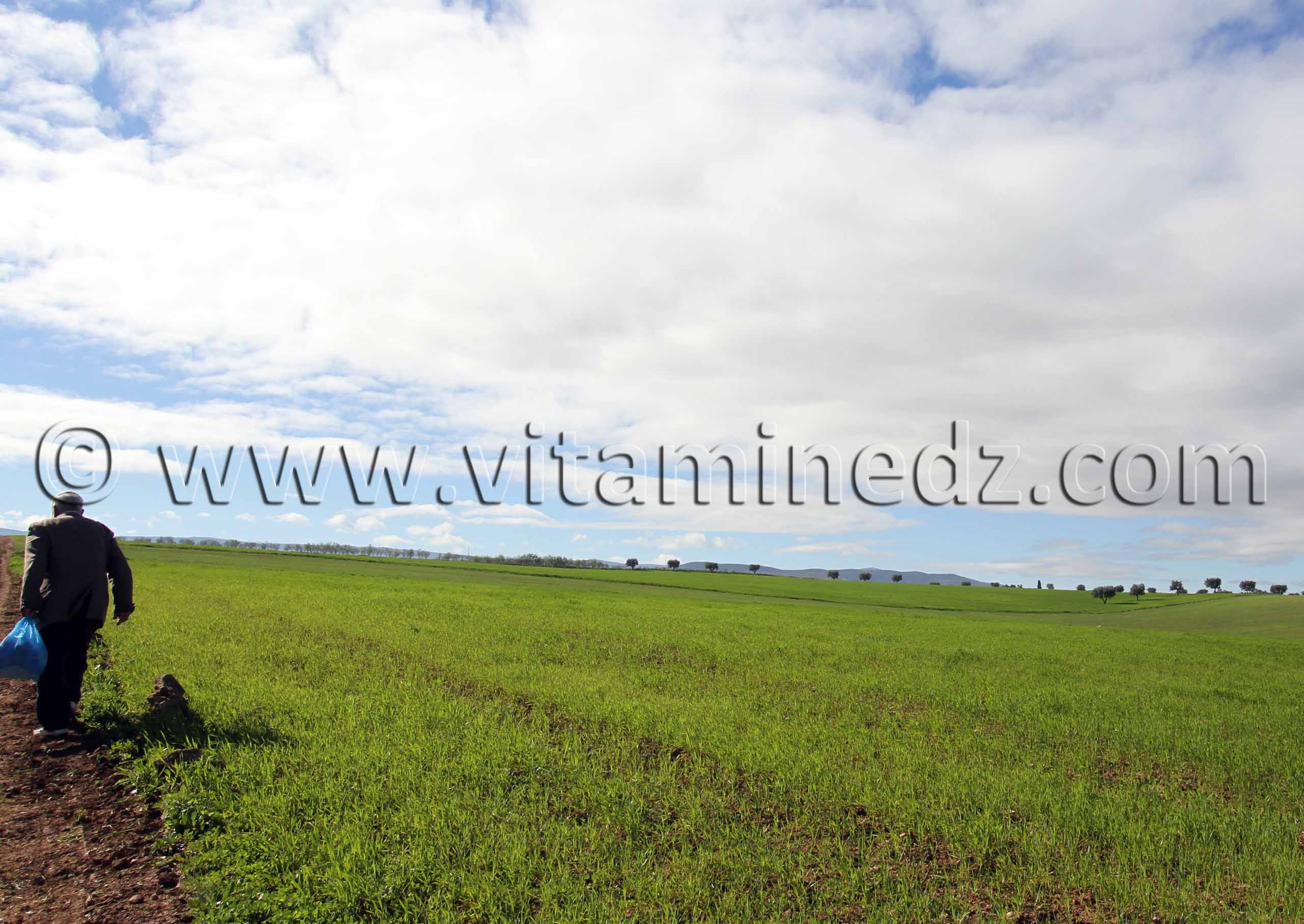 Tlemcen - Verdure des champs de Hennaya (Eugène Etienne)