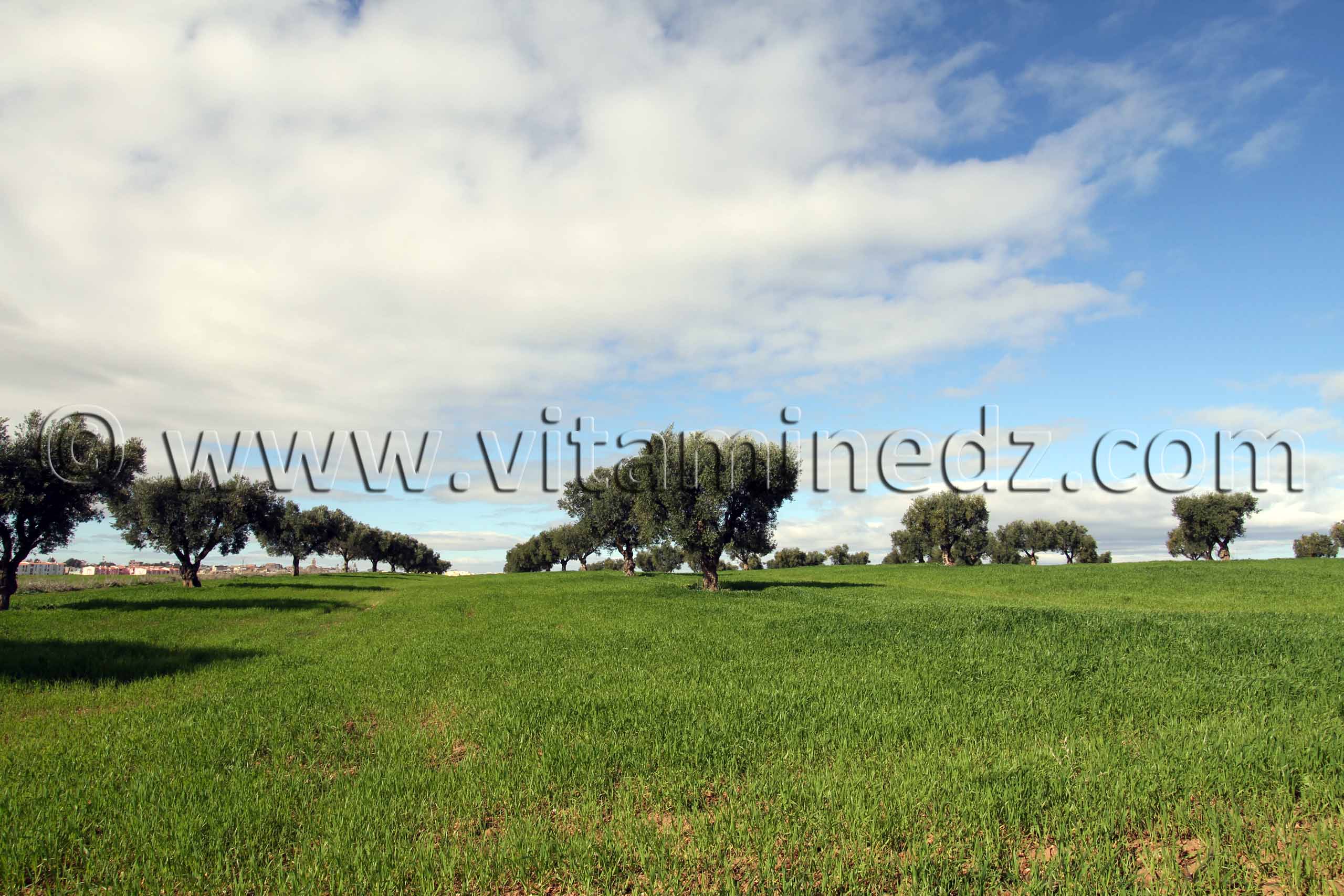 Tlemcen - Champs de blé et Oliveraies à Hennaya (Eugène Etienne)
