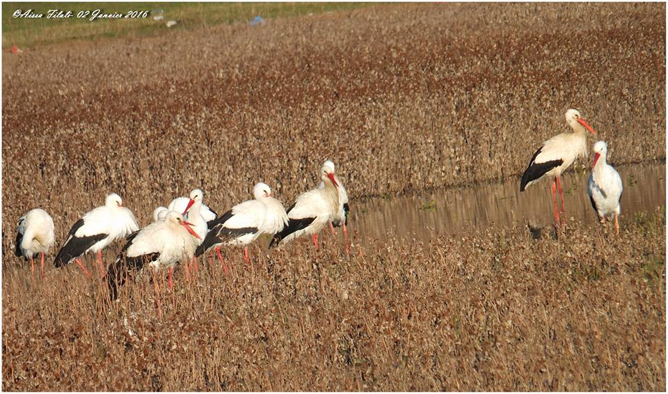 Ibn Badis (Constantine) - Arrivée de la cigogne blanche