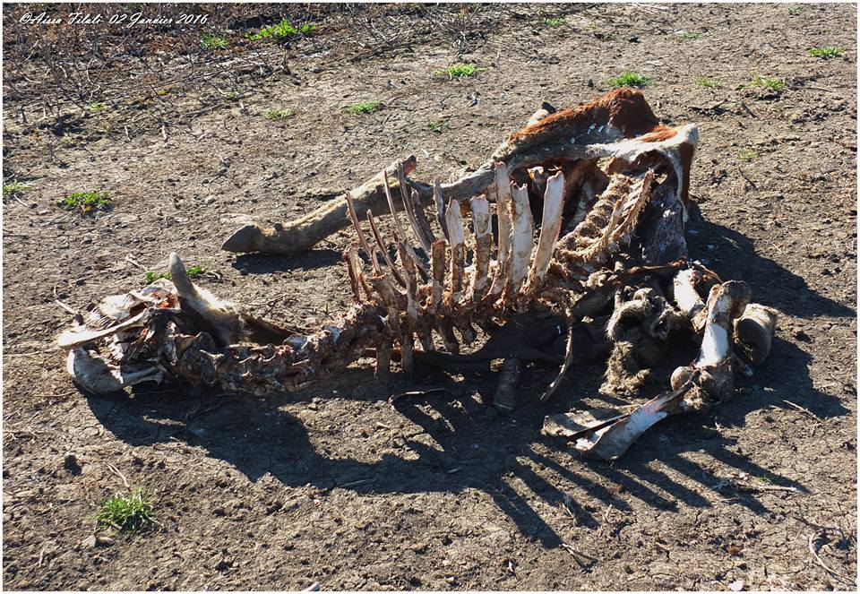Ibn Badis (Constantine) - Cadavres de bovins...à l'air libre, non enterrés