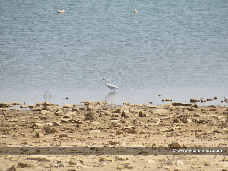 Tlemcen - Héron au barrage d'El Mefrouche