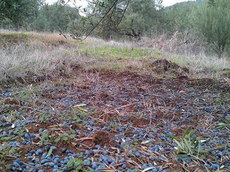 Campagne oléicole à Béjaïa:  L’année des vaches maigres