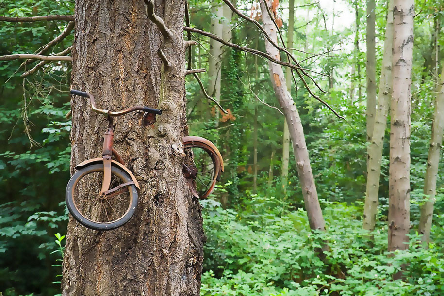 Planète - Vélo mangé par un arbre - Vashon Island, USA