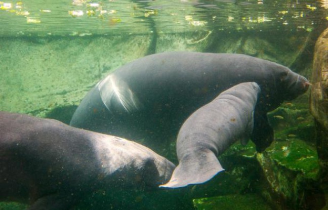 Planète  -  Le lamantin devrait être retiré des espèces en danger