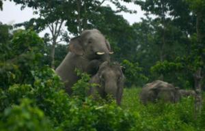 Planète -  Cambodge: des images d'éléphants sauvages, synonyme d'espoir pour l'espèce