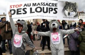 Planète -  Lyon: plus de 2.000 manifestants contre l'abattage des loups