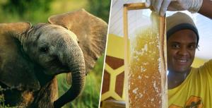 Afrique - Des ruches pour protéger les éléphants? Une idée de génie testée au Kénya