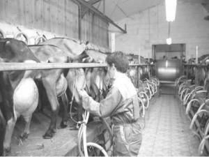 Algérie - Contribution. Un appui potentiel à la filière lait:  Outre la vache, la chèvre laitière