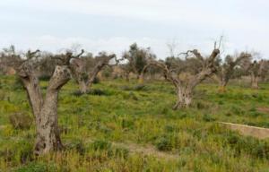 Planète - Italie: Dans les Pouilles, les oliviers millénaires se meurent de la xylella