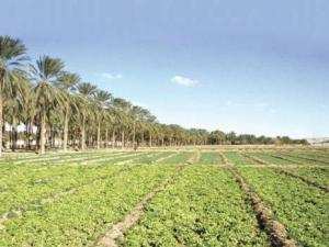Le pétrole vert du sud:  Biskra, le jardin potager de l’Algérie