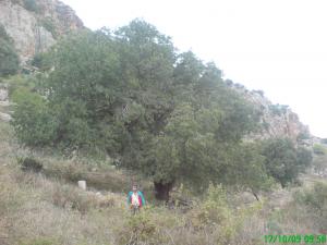 Batna - Pistachier de l’Atlas  Betoum  dans les Aurès: Sa préservation en point de mire