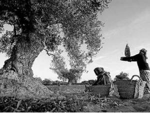 Production oléicole à Boumerdès:  Rendement en hausse