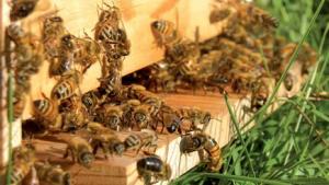 Rencontre scientifique à l’université de Béjaïa -  Filière apicole: Un potentiel insoupçonné