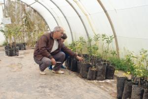 Oran - UNE NOUVELLE VARIÉTÉ A ÉTÉ CRÉÉE:  Une labellisation pour sauver la clémentine de Messerghin