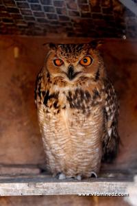 Hibou- Zoo de Tlemcen
