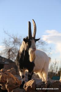 Bouc, Zoo de Tlemcen