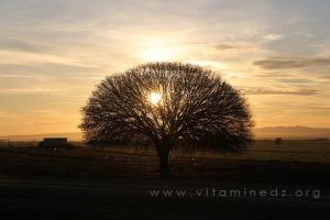 La vie : Un arbre seul contre les agressions de l'homme