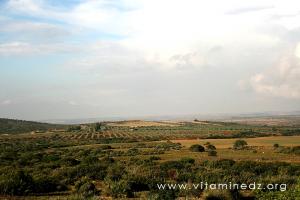 Oliveraie des Bendimerad - Terres agricole à Tagma (Commune Ain Fezza - Tlemcen)