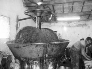 Boumerdès -  L’urgence de la modernisation de l’oléiculture