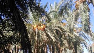 LA GRANDE PALMERAIE DU KSAR DE BOUSSEMGHOUNE W.EL BAYADH