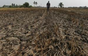 Planète -  Confrontés à la sécheresse, les agriculteurs thaïlandais invités à planter moins de riz