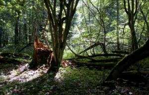 Planète -  Greenpeace contre l'abattage d'arbres de la dernière forêt primaire d'Europe