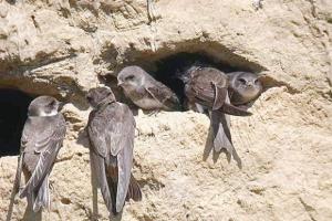 LES ORNITHOLOGUES ONT ALERTÉ, SAMEDI, SUR LE DÉCLIN DE L’ESPÈCE À CAUSE DE LA POLLUTION:  Les hirondelles ne font plus le printemps au nord de l’Algérie