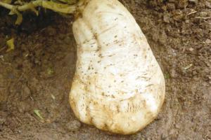 “UN FELLAH L’A RÉCOLTÉ DANS SON CHAMP:  Un navet de plus de 5 kg à Timezrit (Boumerdès)