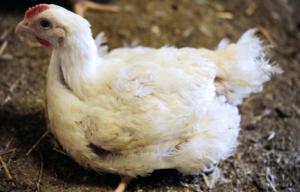 Planète - Versailles (France): Adopte une poule, poubelle à plumes pour les familles