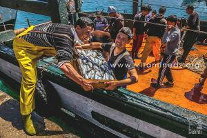 Pêcheur déchargeant leurs cargaison - Port de Pêche de Ghazaouet