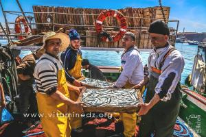 Sardines en abondance - Port de Pêche de Ghazaouet