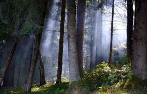 Planète -  Journée de la Terre: La 46e édition célèbre les arbres ce 22 avril