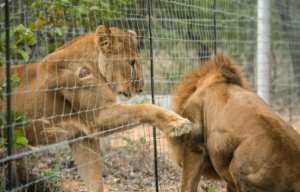 Planète -  Les 33 lions sauvés de cirques sud-américains relâchés dans une réserve en Afrique du Sud