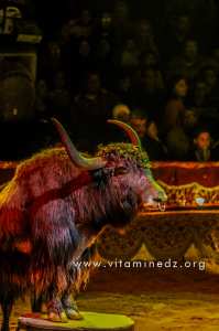 Bison - Cirque Amar en tournée à Tlemcen