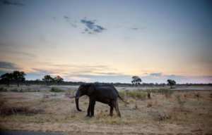 Planète -  Le Zimbabwe vend ses animaux sauvages pour les sauver de la sécheresse