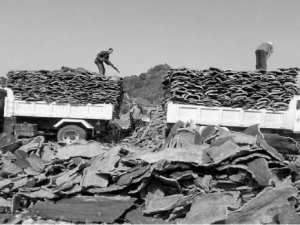 En dépit d’un bon nombre de contraintes Le liège de Skikda s’exporte bien