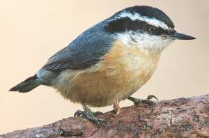 Algérie - JOURNÉE MONDIALE DE LA BIODIVERSITÉ:  Rencontre sur la sittelle de Kabylie