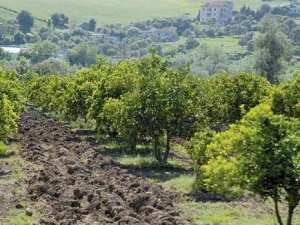 Premier Salon du genre à Akfadou:  Le salut, c’est l’agriculture!