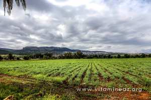 Domaine de Lismara ou ce qu'il en reste