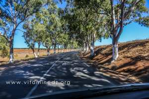 Route Nationale 2, vers Temouchent, bordées d'Eucalyptus