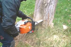 ABATTAGE DES ARBRES ENTRE BOUDOUAOU ET RÉGHAÏA:   Le coup de gueule des citoyens
