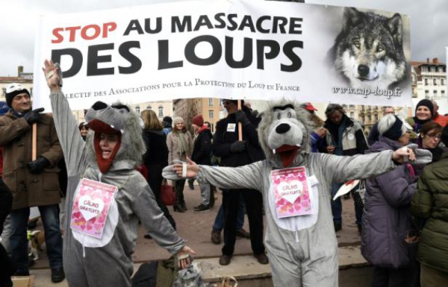 Planète -  Lyon: plus de 2.000 manifestants contre l'abattage des loups