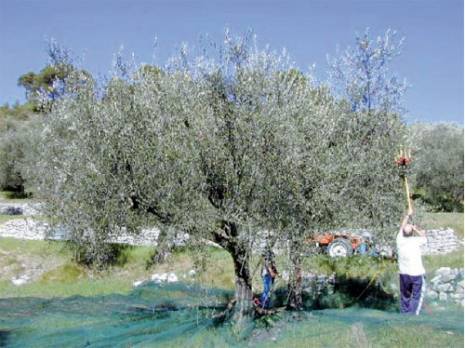 Production oléicole à Jijel:  Un rendement moyen de 22 litres par quintal