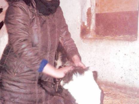 Ahmed Rachedi (Mila) - Portrait de Lamia Zebouchi . Eleveuse de vaches: Une femme qui a pris son destin en main