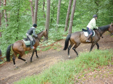 Skikda - Centre équestre de Azzaba:  Le projet au point mort