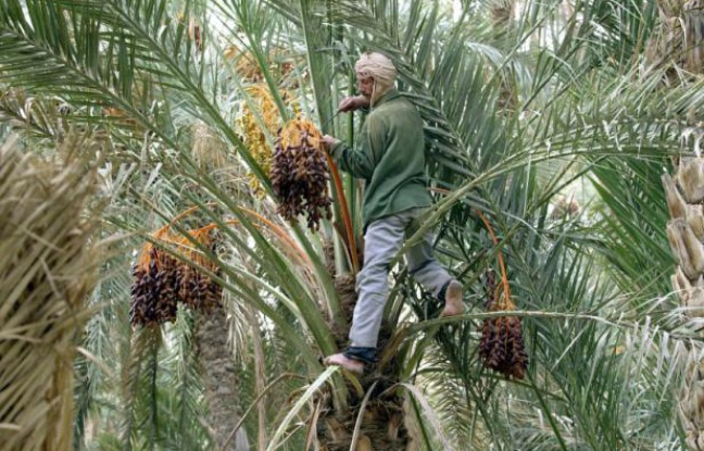 Planète -  La Tunisie s'active contre un insecte tueur de palmiers