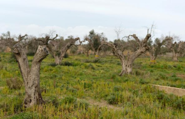 Planète - Italie: Dans les Pouilles, les oliviers millénaires se meurent de la xylella