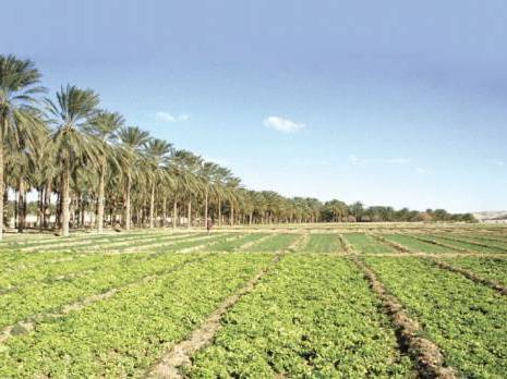 Le pétrole vert du sud:  Biskra, le jardin potager de l’Algérie
